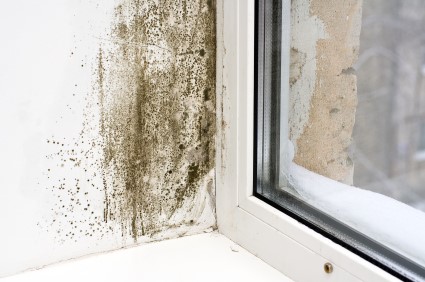 Mold Removal in Pacoima by 90 Degrees Restoration